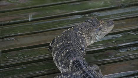 Alligator-slowly-walks