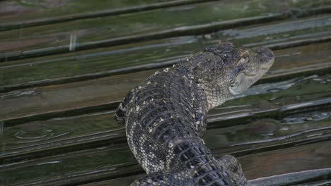 Alligator-geht-langsam