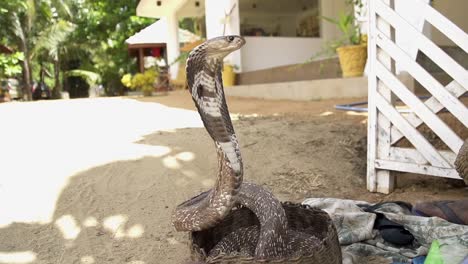 SLOW-MOTION:-Cobra-charming-in-Sri-Lanka