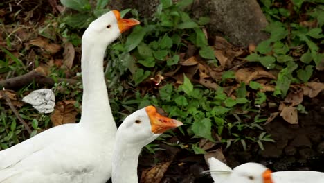 Geese-in-Kolkata,-India