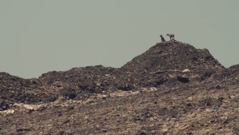 Stray-Hunde-auf-der-Müllhalde-in-Indien.