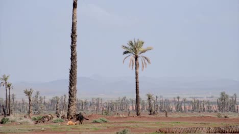 Dos-perros-jugando-en-un-campo-de-palmeras-que-crecen-en-las-afueras-de-marrakesh