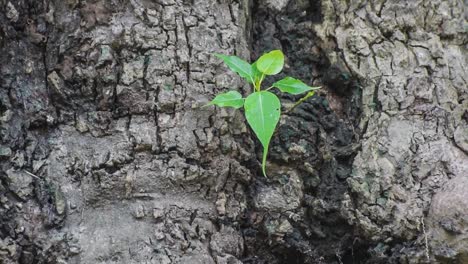 Planta-de-nuevo-crecimiento-en-old-árbol