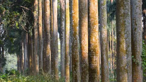 Secar-deja-caer-de-los-árboles,-moody-raíces-backlground-árbol-de-invierno