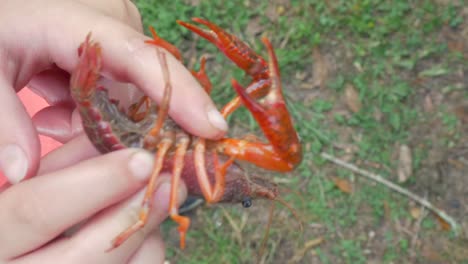 A-Girl-Strokes-the-Belly-of-a-Crawfish