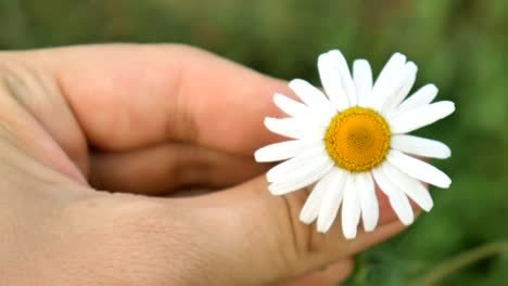 The-girl-is-holding-a-daisy-flower-and-twisting-it.