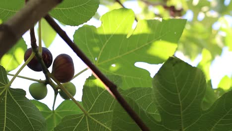 Ripe-common-figs-and-fig-leaves.-Dark-and-green-figs