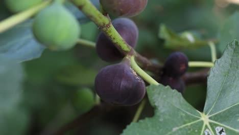 Ripe-common-figs-and-fig-leaves.-Dark-and-green-figs