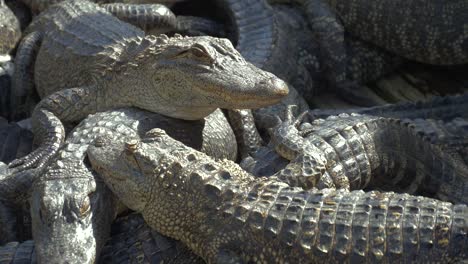 Alligators-breeding-farm