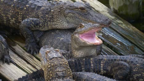 Alligator-with-mouth-open