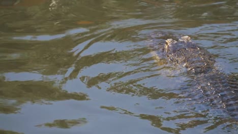 Einzelnes-Krokodil-im-Wasser-schwimmende