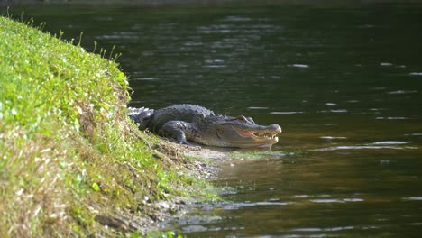 Alligator-in-der-Nähe-von-einem-Teich-mit-seinen-Mund-offen-legen