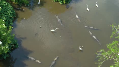 Alligators-in-a-swamp-in-Florida,-aeril-view