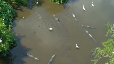 Cocodrilos-en-un-pantano-en-Florida,-aeril-vista