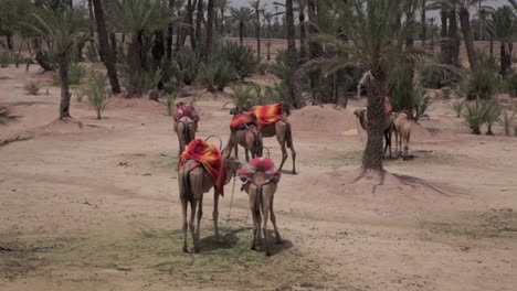 Kamele-in-Marokko,-Marrakesch