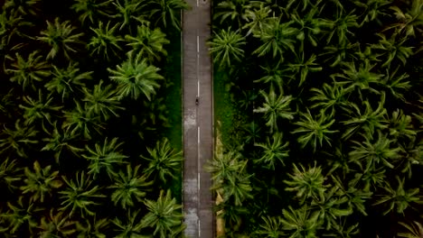 Drone-point-of-view-of-man-driving-motorbike-in-palm-trees-road-in-the-Philippines,-aerial-view-from-drone