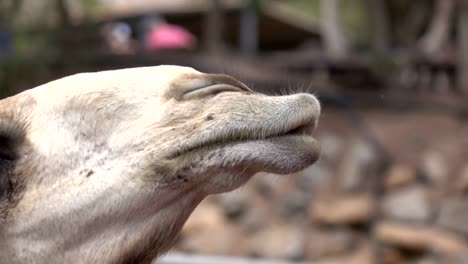 Tourist-feeding-camels-in-4k