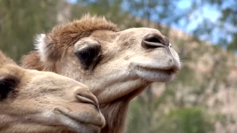 Tourist-feeding-camels-in-4k