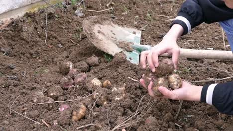 Raw-Jerusalem-artichokes-extracted-from-the-soil-a-man-collecting-artichokes-from-Raw-Jerusalem,