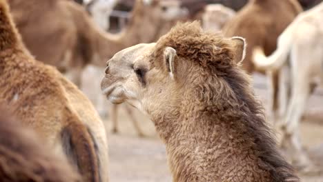 Herd-of-camels-in-4k-slow-motion-60fps