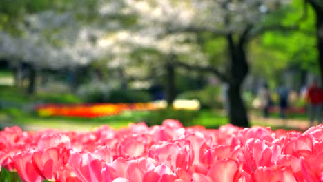 Schöne-Tulpe-Rosa-in-Japan