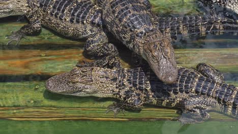 Cocodrilo-de-granja-un-montón-de-fondo-enojado-aligators