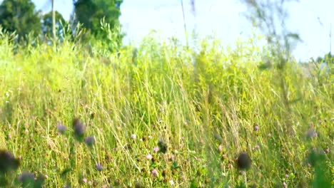 A-girl-walks-through-a-meadow-in-a-black-dress.