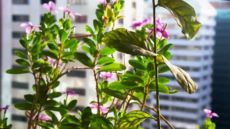 Hermosas-flores-en-un-balcón-en-la-ciudad---descanso-temprano-por-la-mañana.