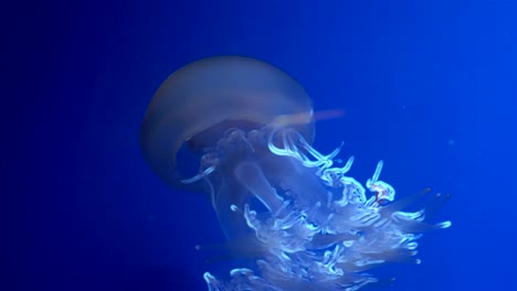 Medusas-que-brilla-intensamente-azul-en-el-agua-azul-oscura.