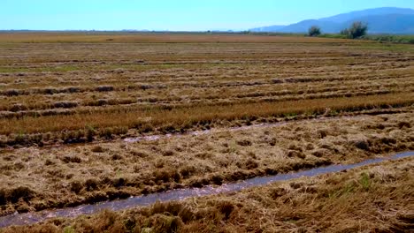 Das-Reisfeld-in-Spanien-ist-mit-Wasser-für-eine-gute-Ernte-überflutet