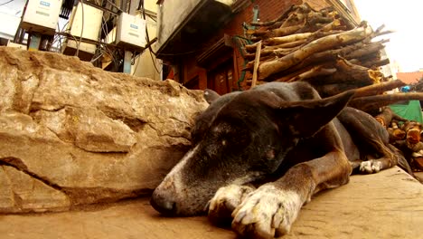 Perro-duerme-en-las-escaleras-de-Manikarnika-en-backgrond-gran-pila-de-leña-cerca-de-las-orejas-sacudir-en-el-viento-quema-Ghat