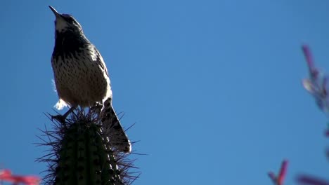 Cactus-Wren-perched-on-spikes