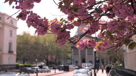 Frühling-Kirschblüte-in-city-street,-Marylebone,-London