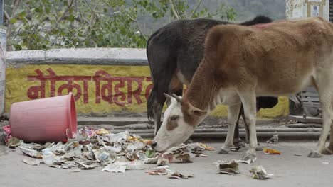 Vaca-en-India-comiendo-basura.