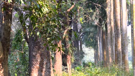 Secar-deja-caer-de-los-árboles,-moody-raíces-backlground-árbol-de-invierno