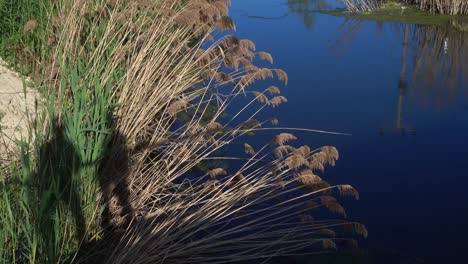 Two-silhouettes-of-man-and-woman-kissing-on-the-background-of-reeds-and-a-small-river-close-to-the-sea