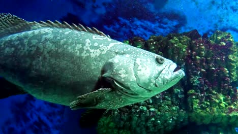 Gray-Spotted-Grouper