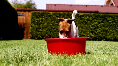 Jack-Russell-Terrier-tontos-en-el-agua-de-un-lavabo-de-excavación