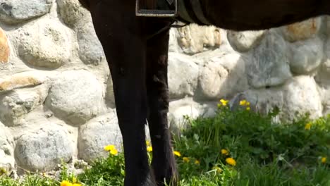 Close-up-on-chestnut-horse-grazing