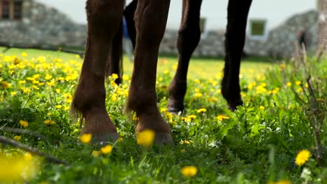 Close-up-on-chestnut-horse-grazing