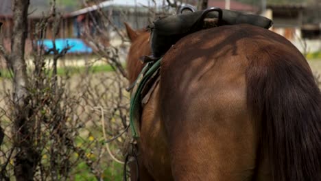 Close-up-on-chestnut-horse-grazing