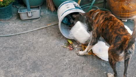 Obdachlose,-Thin-und-hungrigen-Hund-kramt-in-einer-Mülltonne-auf-der-Straße.-Asien,-Thailand
