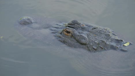 Cocodrilos-en-un-pantano-en-Florida