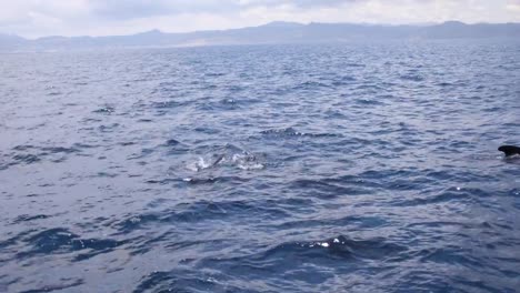 pilot-whales-swimming-in-the-sea