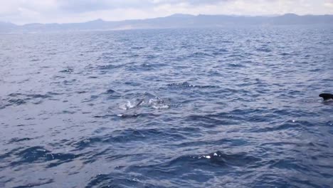 ballenas-piloto-nadando-en-el-mar