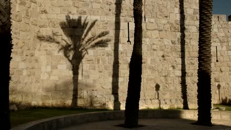 Palma-de-sombra-en-la-pared-de-la-ciudad-vieja-de-Jerusalén