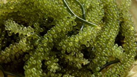 Umi-budou-Seaweed-or-Green-Caviar-Healthy-sea-food-or-sea-grapes-seaweed-on-plate,-Caulerpa-lentillifera---sea-grapes-or-green-caviar.