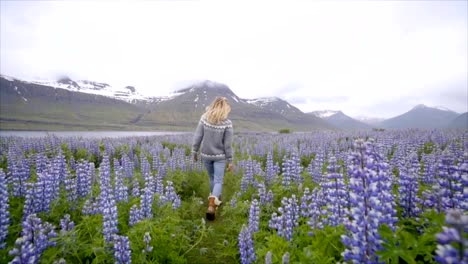 Young-woman-walking-in-flower-lupine-field-in-Iceland-living-a-happy-life-and-enjoying-vacations-in-northern-country--Slow-motion-video-people-travel-fun-concept