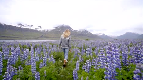 Junge-Frau-zu-Fuß-in-lupine-Blumenfeld-in-Island-Leben-ein-glückliches-Leben-und-genießen-Urlaub-im-nördlichen-Land-Slow-Motion-video-Menschen-Reisen-Spaß-Konzept