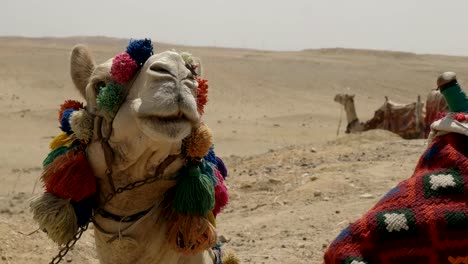 Nahaufnahme-von-einem-Kamel-Kopf-bei-den-Pyramiden-in-der-Nähe-von-Kairo,-Ägypten